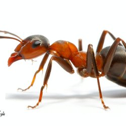 لماذا لا تنبت مدرسة العروب الزراعية الثانوية المختلطة فيسبوك