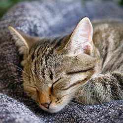 Peindre Les Chats En Video Pearltrees Peindre Les Chats En Video Pearltrees